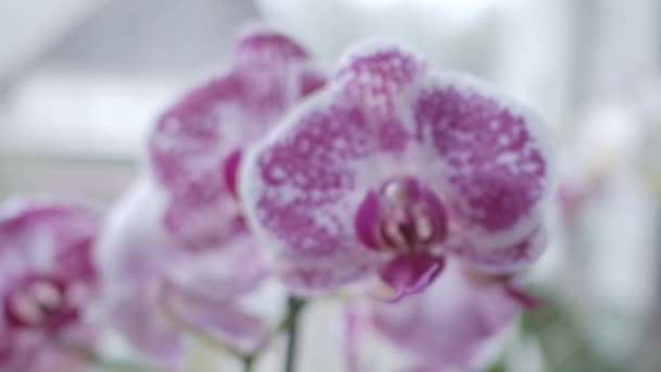 Орхидеи Вблизи Окна Фокусируют Переход Мелкая Глубина Резкости Скользящее Движение — стоковое видео