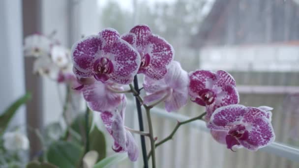 Orchideeën Buurt Van Venster Focus Overgang Ondiepe Scherptediepte Schuif Beweging — Stockvideo