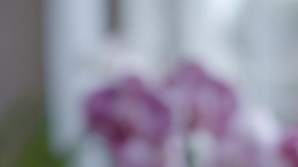 Орхідеї Біля Переходу Фокусу Вікна Мала Глибина Різкості — стокове відео