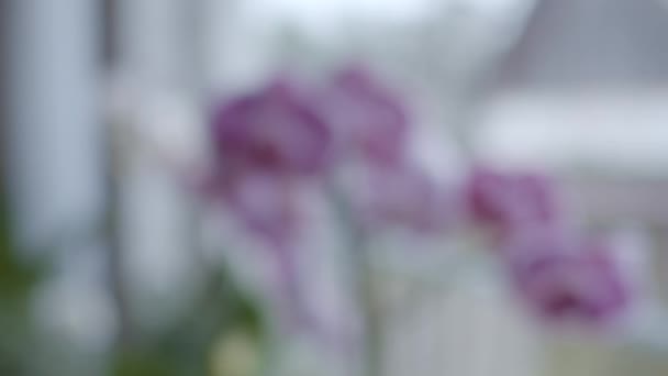 Orchids Window Focus Transition Shallow Depth Field Slider Motion — Stock Video