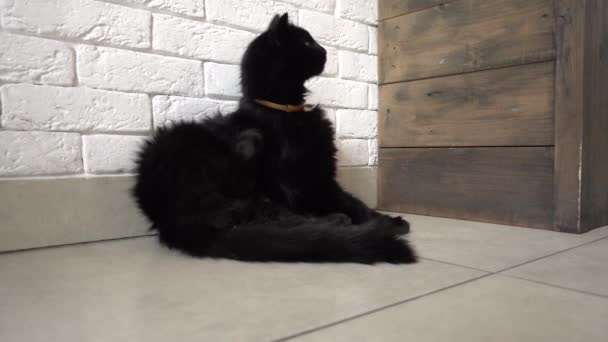 Negro gato lamiéndose sí mismo — Vídeos de Stock