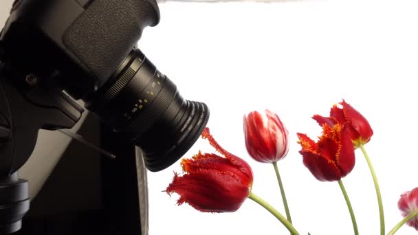 Kamera fotografering makro blommor — Stockvideo