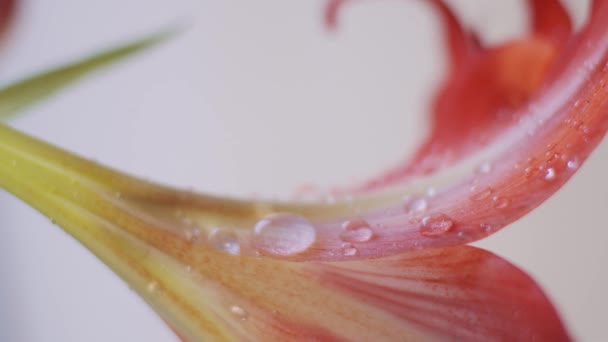 Flor Amarilis Macro Transición Enfoque Profundidad Campo Poco Profunda — Vídeo de stock