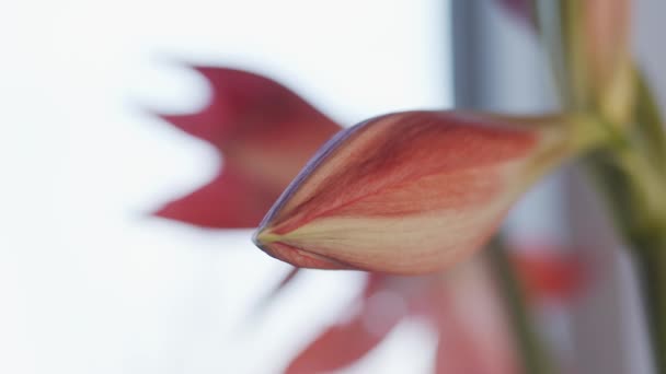 Amaryllis Çiçek Makrosu Odaklanma Geçişi Sığ Alan Derinliği — Stok video