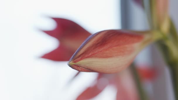 Amaryllis Blume Makro Fokusübergang Geringe Schärfentiefe — Stockvideo