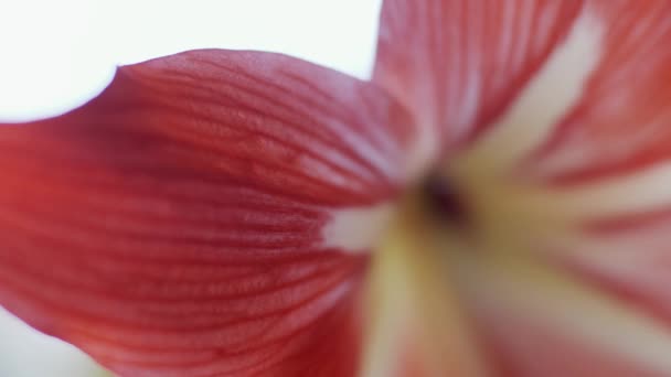 Amaryllis Bloem Macro Focus Overgang Ondiepe Diepte Van Het Veld — Stockvideo