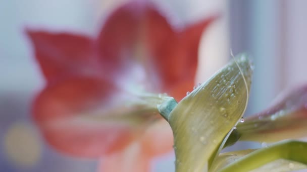 Amaryllis Blume Makro Fokusübergang Geringe Schärfentiefe — Stockvideo