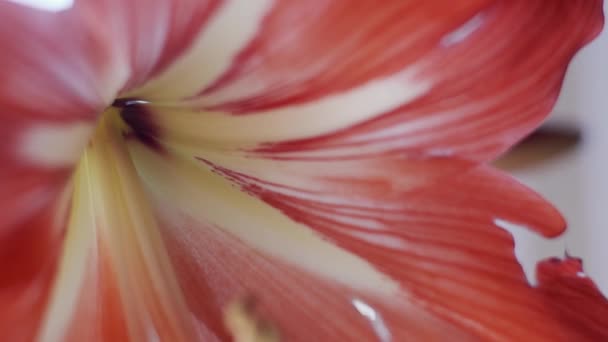 Amaryllis Flor Macro Panning Horizontal Profundidade Rasa Campo — Vídeo de Stock