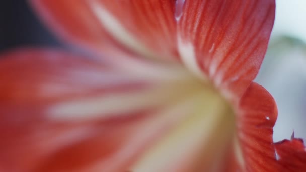 Amaryllis macro fleur, transition de mise au point, faible profondeur de champ 