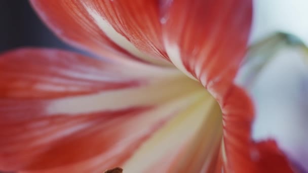 Amaryllis Blume Makro Fokusübergang Geringe Schärfentiefe — Stockvideo