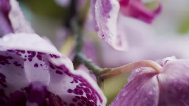 Flores Orquídea Macro Primer Plano Profundidad Campo Poco Profunda Transición — Vídeos de Stock