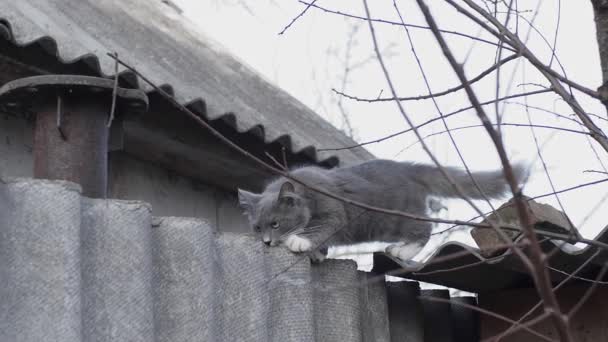 철조망에 고양이 천천히 조심스럽게 걸으며 동작으로 맞았다 — 비디오