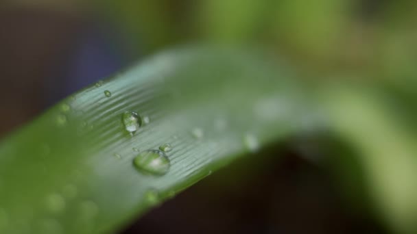 Hojas Verdes Con Gotas Agua Transición Enfoque — Vídeo de stock