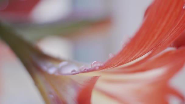 Amaryllis macro fleur, transition de mise au point, faible profondeur de champ 