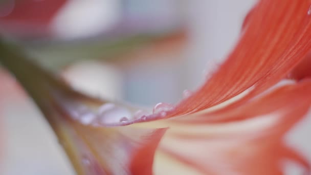 Amaryllis Flor Macro Transição Foco Profundidade Rasa Campo — Vídeo de Stock