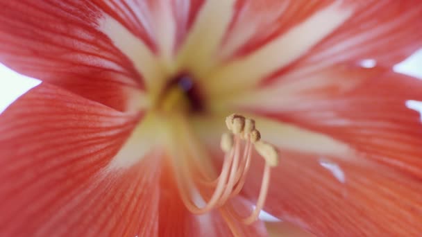 Amaryllis macro fleur, transition de mise au point, faible profondeur de champ 