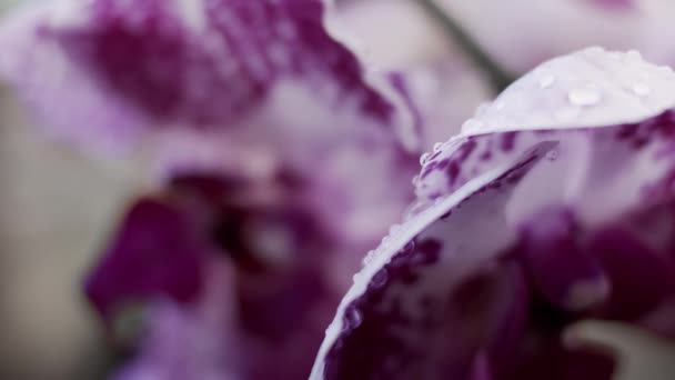 Orchidee Kwiaty Makro Zbliżenie Płytka Głębokość Pola Przejście Ostrości — Wideo stockowe
