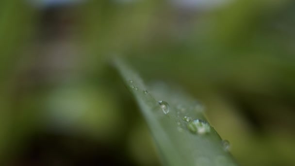 Hojas Verdes Con Gotas Agua Transición Enfoque — Vídeos de Stock