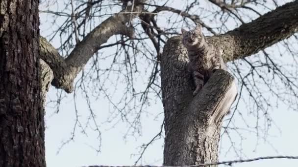 Кошка Прячется Дереве Застрелена Замедленной Съемке — стоковое видео