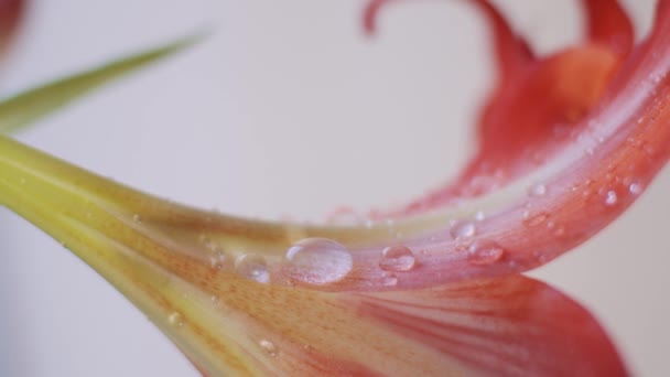 Makro Kwiatowe Amaryllis Proces Podlewania Płytka Głębia Ostrości Strzał Zwolnionym — Wideo stockowe