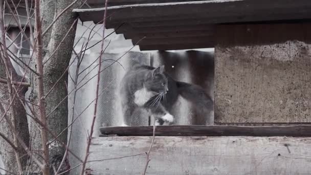 Котёнок Ходит Деревянным Перилам Застрелен Замедленной Съемке — стоковое видео