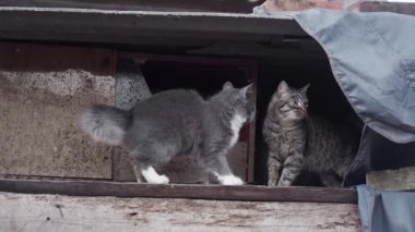 Yavru kedi başka bir kedinin burnunu çekiyor, ağır çekim.