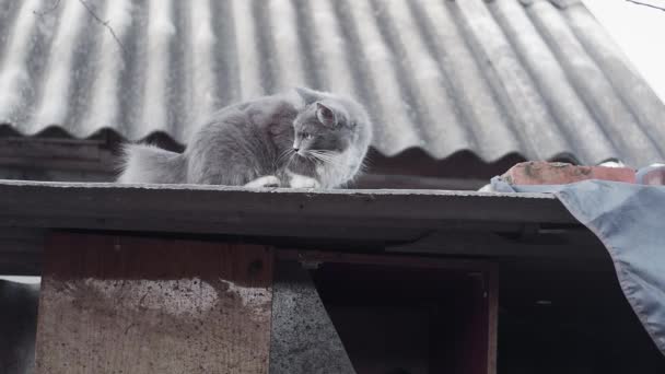 Γατάκι Κάθεται Στην Οροφή Και Ψάχνει Διαφορετικούς Τρόπους Αργή Κίνηση — Αρχείο Βίντεο
