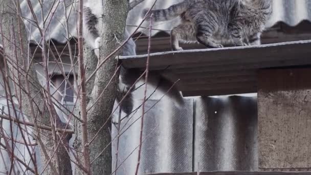 Chaton grimpant sur l'arbre, tiré au ralenti 