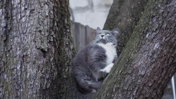 Gato Escondido Árvore Baleado Câmera Lenta — Vídeo de Stock