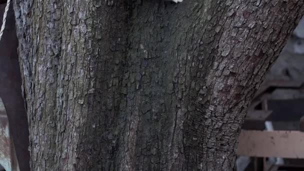 Кошка Прячется Дереве Застрелена Замедленной Съемке — стоковое видео