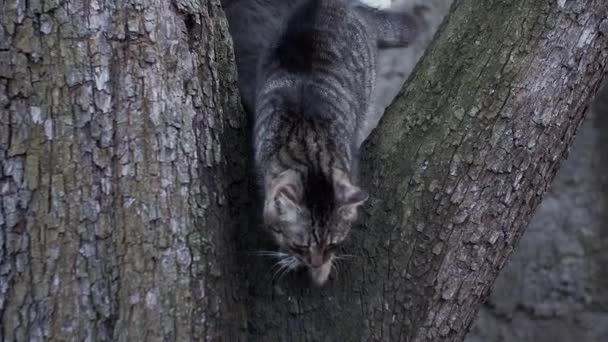 Katten Boom Springen Naar Beneden Geschoten Slow Motion — Stockvideo