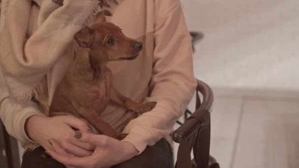 Cucciolo Sulle Mani Della Donna Chiuso — Video Stock