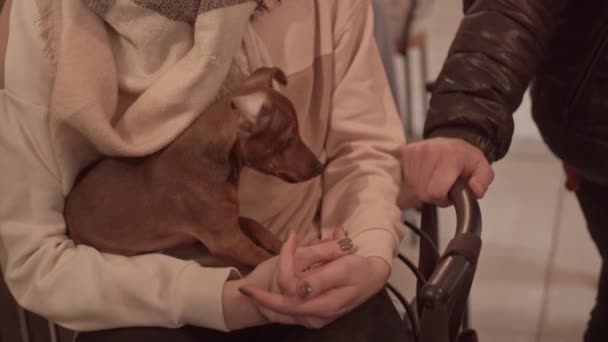 Kapalı Alandaki Kadınların Ellerinde Köpek Yavrusu — Stok video