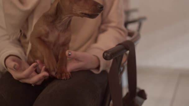 Cachorro Las Manos Mujer Interior — Vídeos de Stock