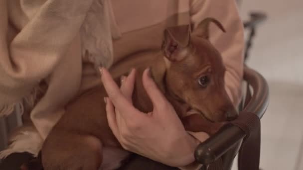 Puppy Handen Van Vrouw Binnen — Stockvideo