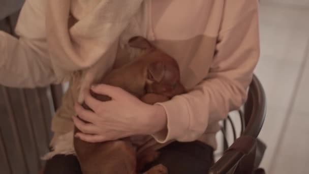 Puppy Handen Van Vrouw Binnen — Stockvideo