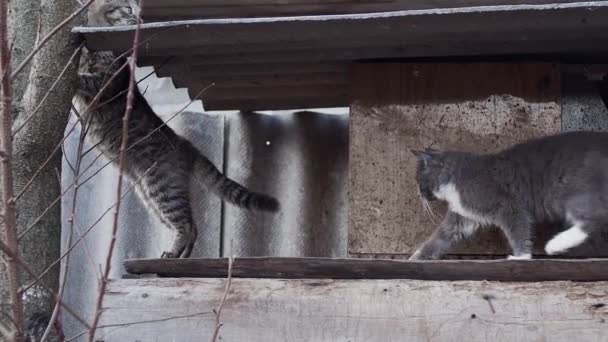 Kattunge klättrar upp på träd — Stockvideo