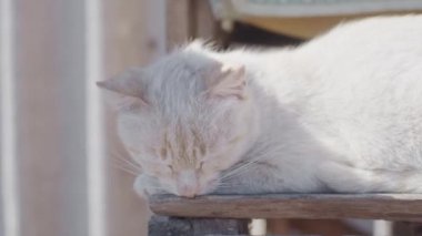 Uyuyan beyaz kedi, ağır çekim, sığ alan derinliği