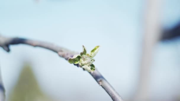 Apple Tree Brunch Green Bud Slow Motion Shallow Depth Field — Stock Video