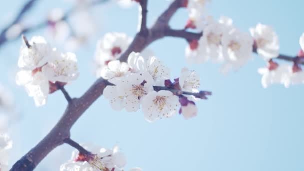 Apricot Brunches Close Shallow Depth Field Slow Motion — Stock Video