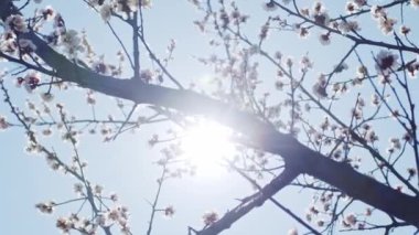 Kayısı brunchları yakın, sığ alan derinliği, yavaş çekim