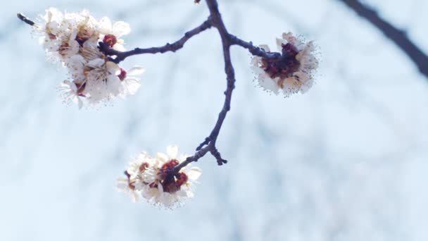 Apricot Brunches Close Shallow Depth Field Slow Motion — Stock Video