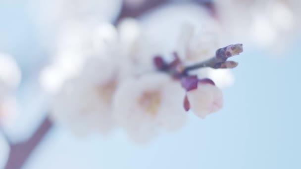 Apricot Brunches Close Shallow Depth Field Slow Motion — Stock Video