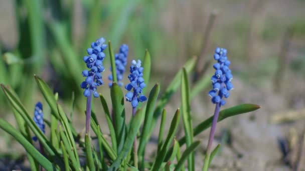 Kis Kék Virágok Kertben Közel Sekély Mélysége Mező — Stock videók