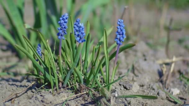 Kleine Blauwe Bloemen Tuin Close Ondiepe Velddiepte — Stockvideo