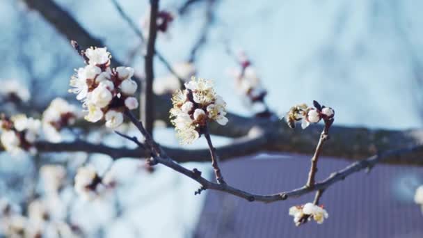 Brunch Blooming Plum Shallow Depth Field Slow Motion — Stock Video