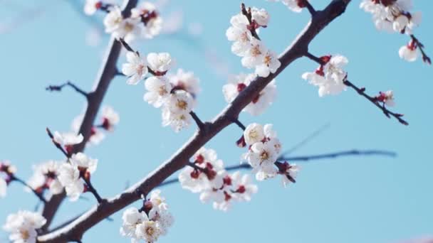 Apricot Brunches Close Shallow Depth Field Slow Motion — Stock Video