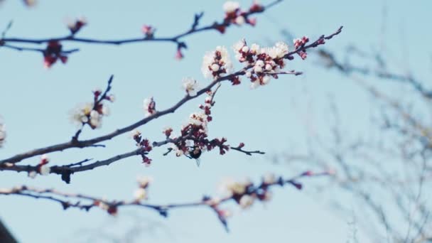 Virágzó Szilva Villásreggeli Sekély Mélységélesség Lassított Felvétel — Stock videók