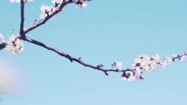 Kayısı brunchları yakın, sığ alan derinliği, yavaş çekim