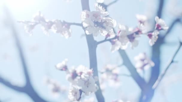 Apricot Brunches Close Shallow Depth Field Slow Motion — Stock Video